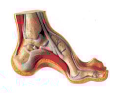 Podiatry teaching materials Podiatry teaching materials